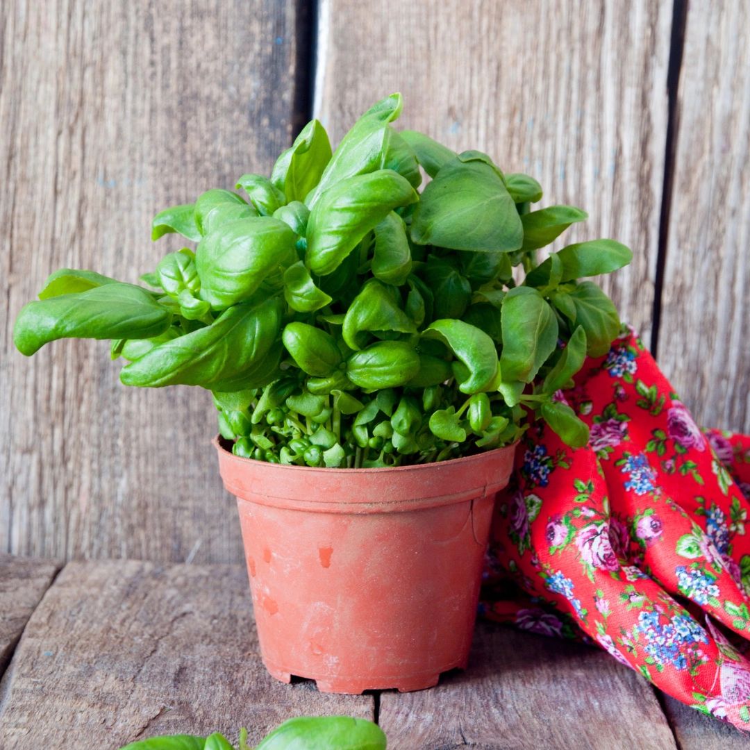 Growing Basil from Seed